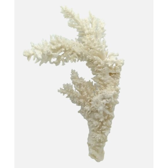 Rare Vintage White Branch Coral Genuine Specimen ~ 11.5" L x 3" W - Picture 1 of 6